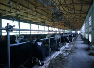 Αρμέγοντας αίθουσα αγελάδων/αιγών σωληνώσεων με έναν αγωγό μεταφορών γάλακτος