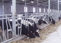 Εξανθρωπισμένα Headlocks γαλακτοκομικών αγελάδων, εύκαμπτη έγκυος επικεφαλής κλειδαριά βοοειδών