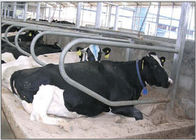 Ενιαίος ελεύθερος στάβλος αγελάδων υπόλοιπου κόσμου γαλβανισμένος τύπος για την έγκυα αγελάδα/Cattles