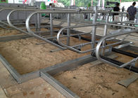 ελεύθερος στάβλος αγελάδων σωλήνων 3mm γαλβανισμένος πάχος για τα αγροκτήματα γαλακτοκομικών αγελάδων