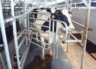Υπομείνετε το μέτριο λαστιχένιο χαλί εφεδρειών αρμέγοντας μηχανών για τη στάση αγελάδων