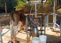 Σπιτική μικρή αρμέγοντας μηχανή με την αρμέγοντας ομάδα συστάδων/το φλυτζάνι ρωγών γάλακτος