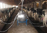 Αρμέγοντας αίθουσα αγελάδων/αιγών σωληνώσεων με έναν αγωγό μεταφορών γάλακτος