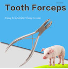 Ανθεκτικά δόντια που κόβουν τις πένσες για το κουνέλι, ψαλίδισμα δοντιών χοίρων ανοξείδωτου
