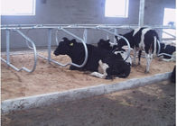 Ελεύθερος στάβλος αγελάδων τύπων υπόλοιπου κόσμου γαλακτοκομικών αγροκτημάτων διπλός με το διάστημα βοοειδών 1.20m