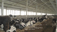 Ενιαίος αρμέγοντας στάβλος αγελάδων τύπων υπόλοιπου κόσμου με τον καυτό γαλβανισμένο σωλήνα χάλυβα